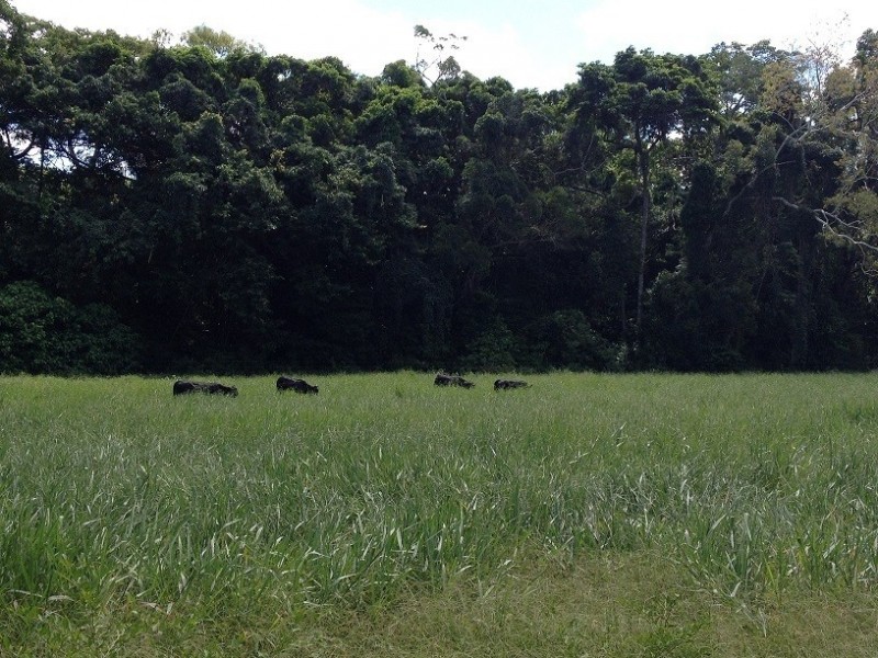 91 Railway Avenue, Cooktown QLD 4895