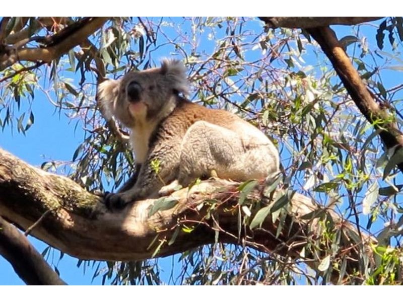 7/36 Station Ave, Blackwood SA 5051