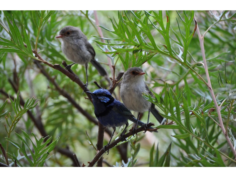 163 Howard Road, Julimar WA 6567