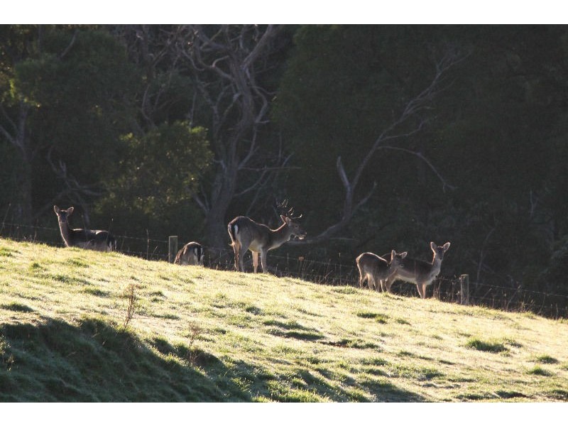 1015 Whitelaws Track, Yinnar South VIC 3869