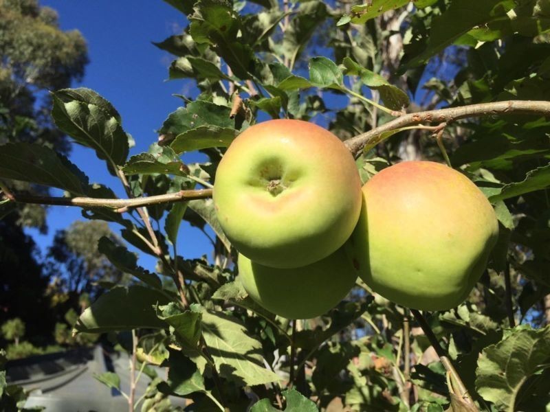 8 Carcoar Street, Spring Hill NSW 2800