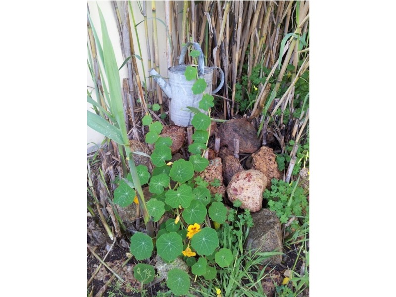 24 Pasture Street, Pingelly WA 6308