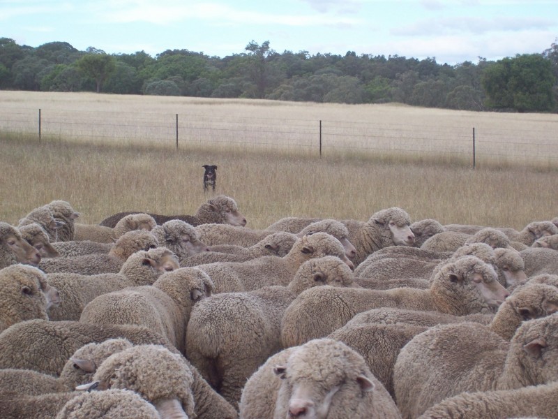 201 Goragilla Road, Purlewaugh NSW 2357