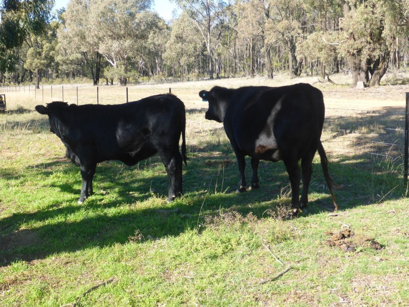 201 Goragilla Road, Purlewaugh NSW 2357