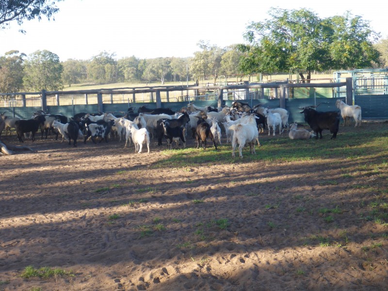 201 Goragilla Road, Purlewaugh NSW 2357