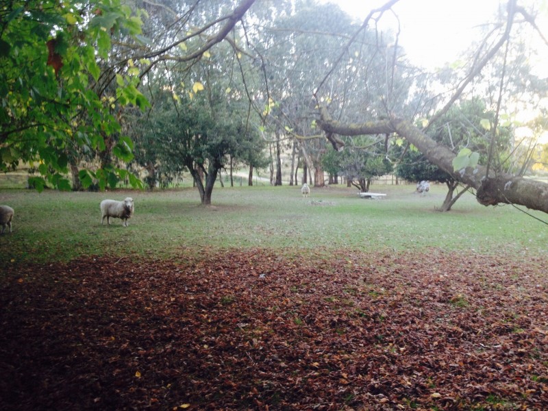 9775 Murray River Road, Pine Mountain VIC 3709