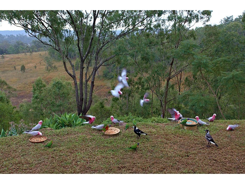 40-42 Haygarth Drive, Kooralbyn QLD 4285