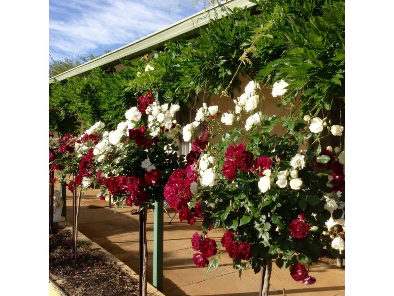 272 Bullara Street, Cuballing WA 6311