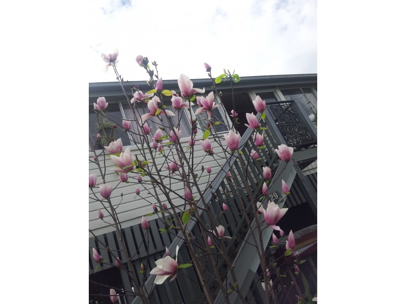 29 Kyogle Street, South Lismore NSW 2480