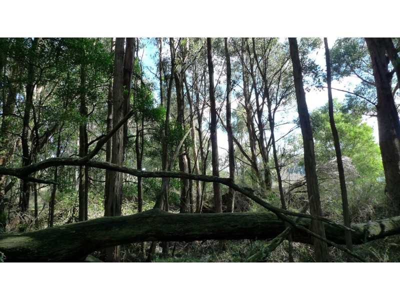 605 Daylesford-Trentham Road, Musk VIC 3461