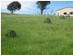 Quialigo NSW 2580