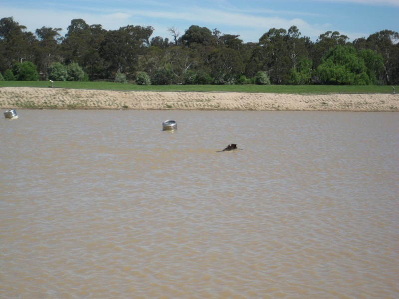 Quialigo NSW 2580