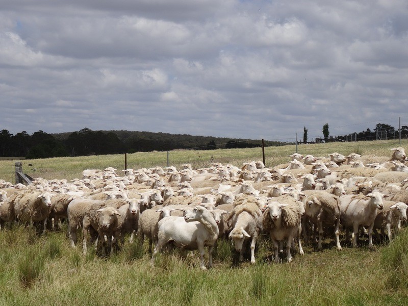 Quialigo NSW 2580