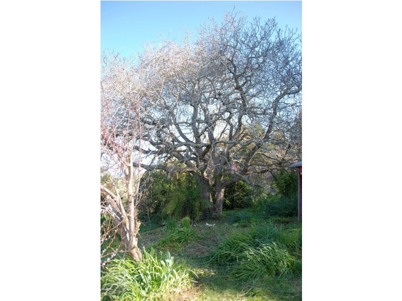 309 Lottah Road Goulds Country, Goulds Country TAS 7216