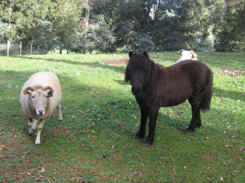 172 Warner Street, Mullalyup WA 6252