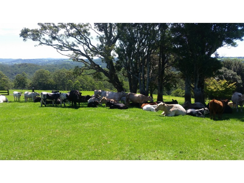 Dorrigo NSW 2453