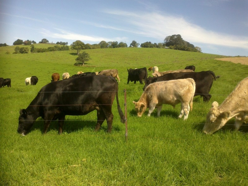 Dorrigo NSW 2453
