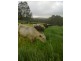 Dorrigo NSW 2453