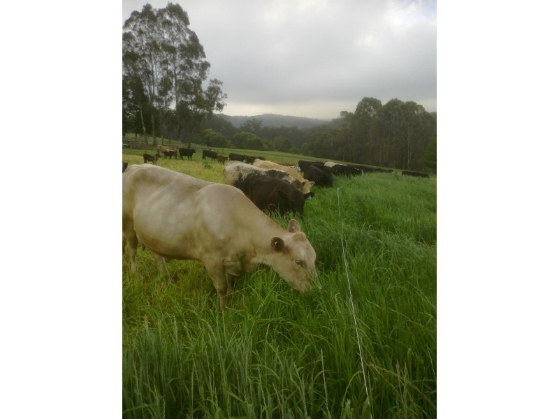 Dorrigo NSW 2453