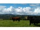 Dorrigo NSW 2453