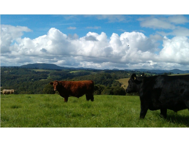 Dorrigo NSW 2453