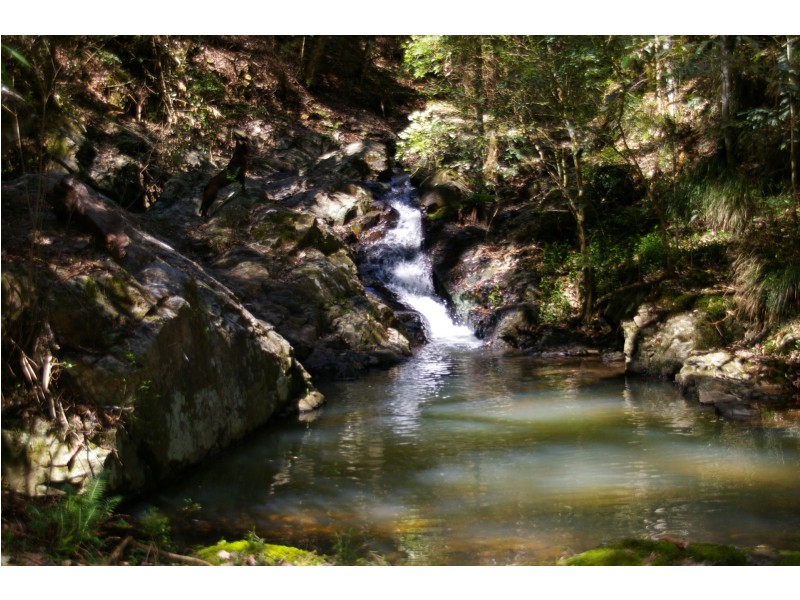 Dorrigo NSW 2453