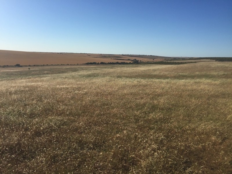 3808 Ogilvie Road West, Yallabatharra WA 6535