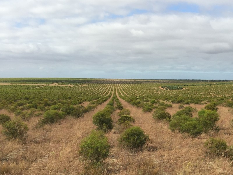 3808 Ogilvie Road West, Yallabatharra WA 6535