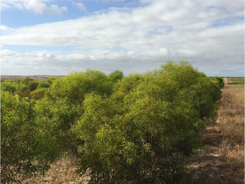 3808 Ogilvie Road West, Yallabatharra WA 6535