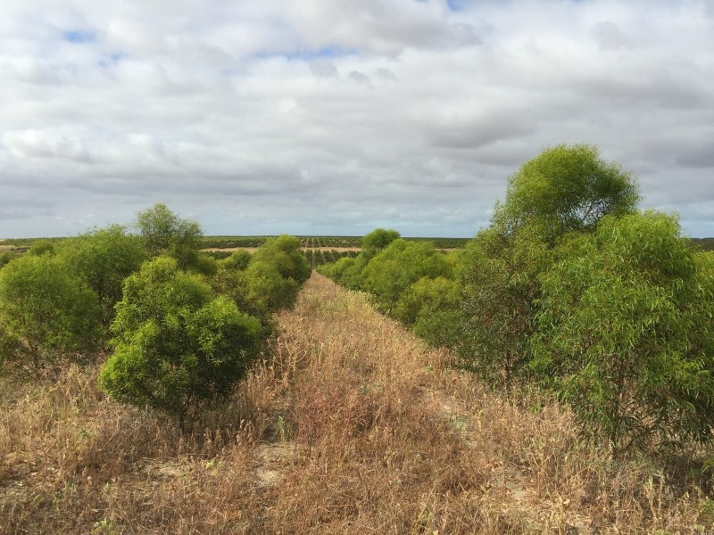 3808 Ogilvie Road West, Yallabatharra WA 6535