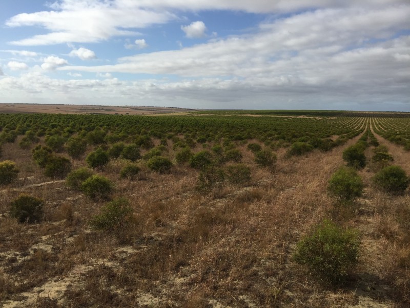 3808 Ogilvie Road West, Yallabatharra WA 6535