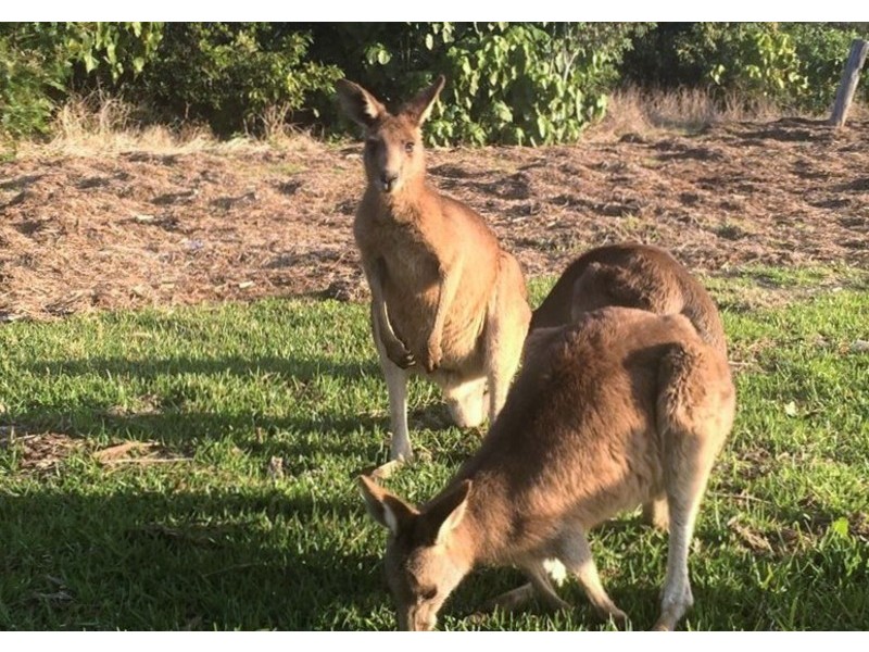 5 Wongaree Way, Currumbin Valley QLD 4223