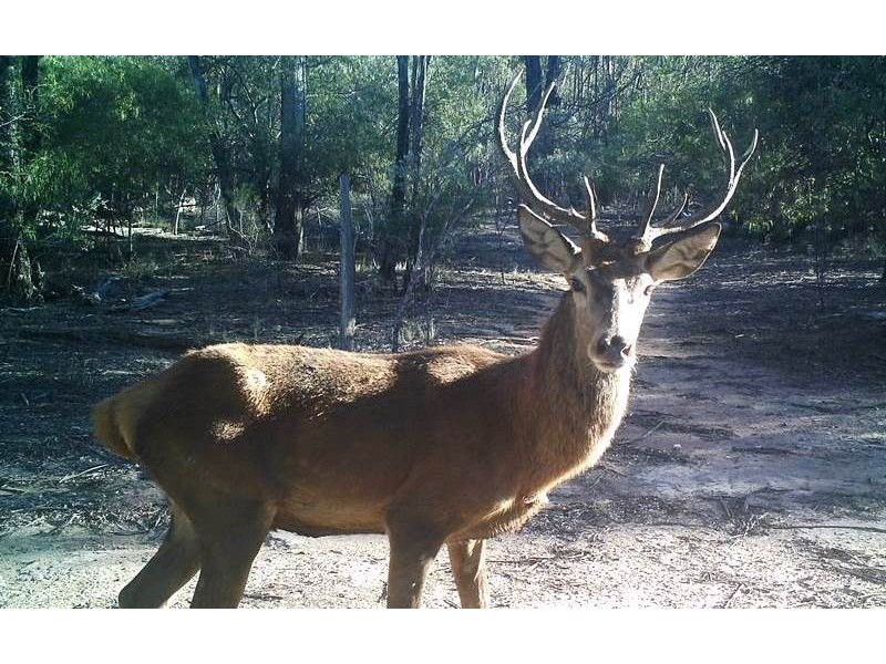 3094 Mosquito Creek Road, Mosquito Creek QLD 4387