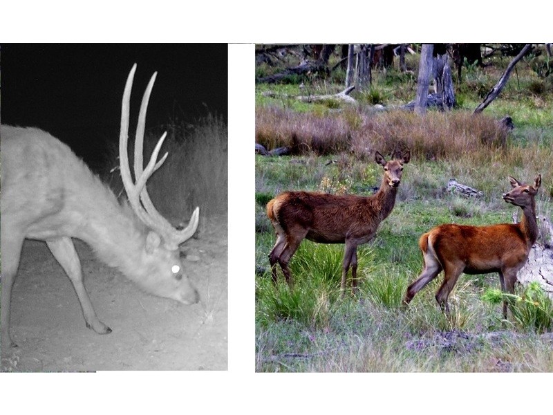 3094 Mosquito Creek Road, Mosquito Creek QLD 4387