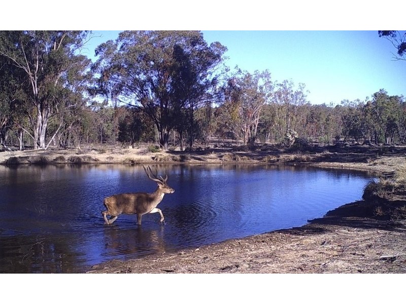 3094 Mosquito Creek Road, Mosquito Creek QLD 4387