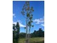 203 Ellis Road, Bellenden Ker QLD 4871