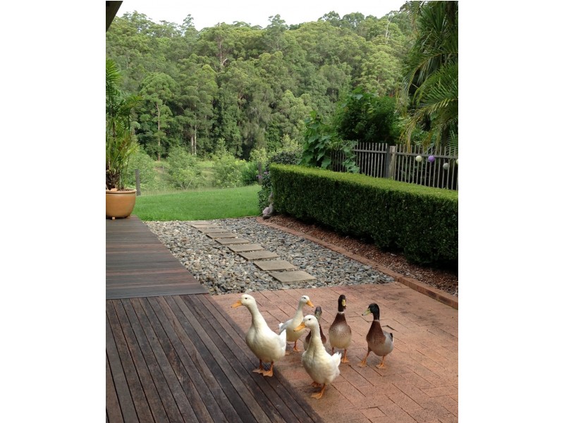 147 Upper Orara Rd, Karangi NSW 2450