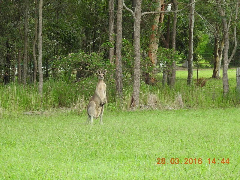 93 Boden Road, Wamuran QLD 4512
