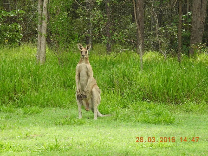 93 Boden Road, Wamuran QLD 4512