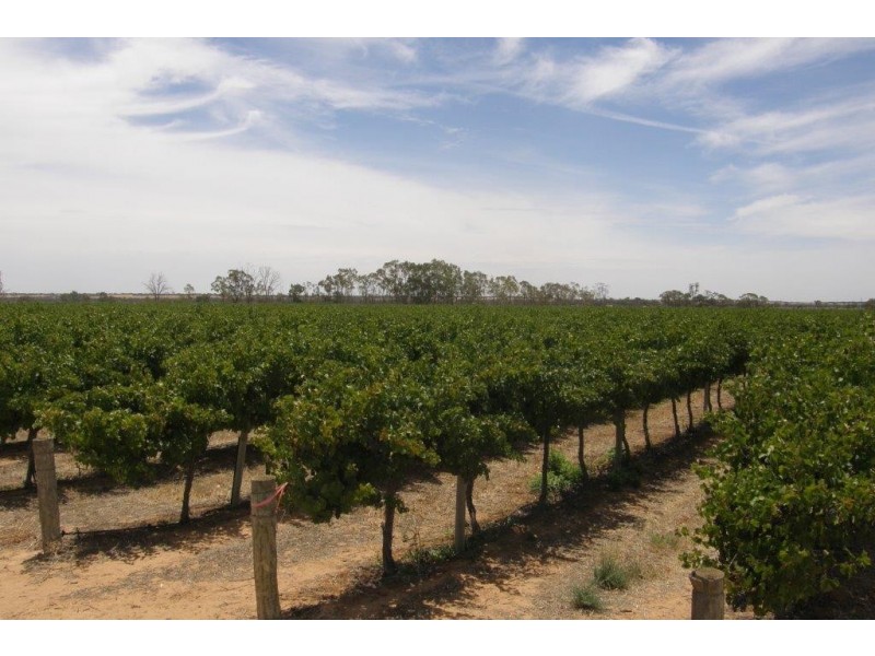 78 Clements Road, Cobdogla SA 5346