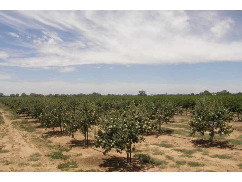 78 Clements Road, Cobdogla SA 5346