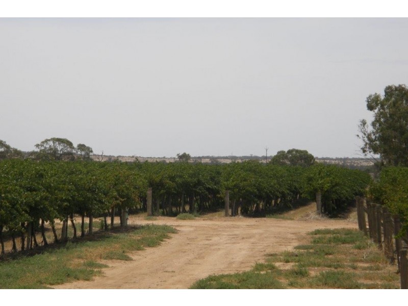 78 Clements Road, Cobdogla SA 5346