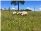267 Mckeons Creek Road, Edith NSW 2787