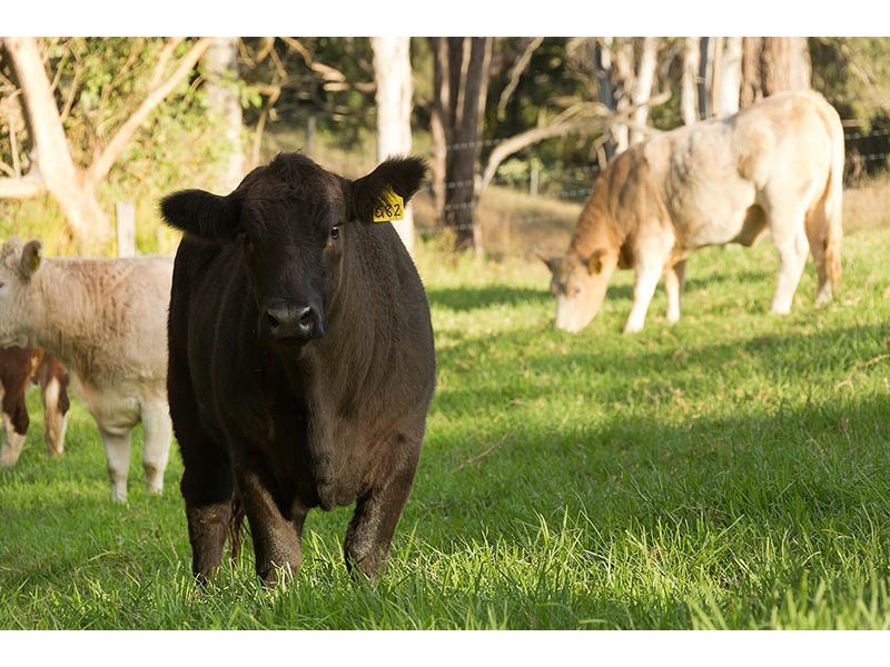 458 Bowman River Road, Gloucester NSW 2422