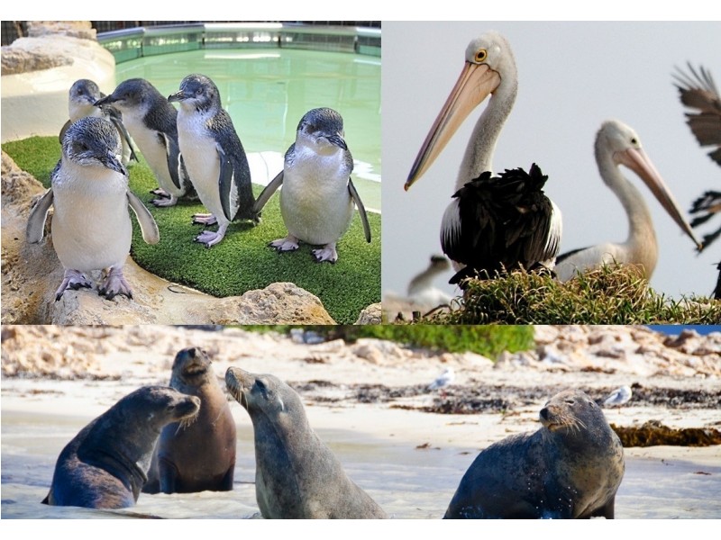 50 Penguin Road, Shoalwater WA 6169