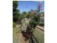 Wellington NSW 2820