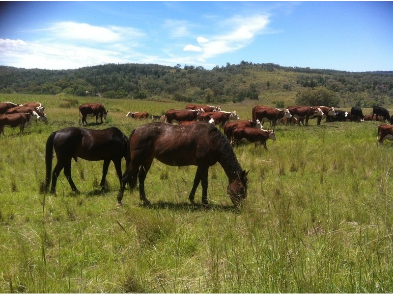 989 South Valley Road, Ashford NSW 2361