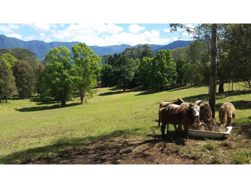 124 Pinnacle Road, Tyalgum. NSW. 2484, Tyalgum NSW 2484