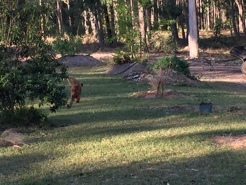 20  Bilbo Lane, Collombatti NSW 2440