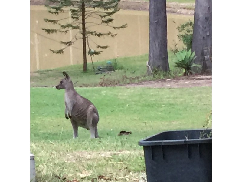 20  Bilbo Lane, Collombatti NSW 2440